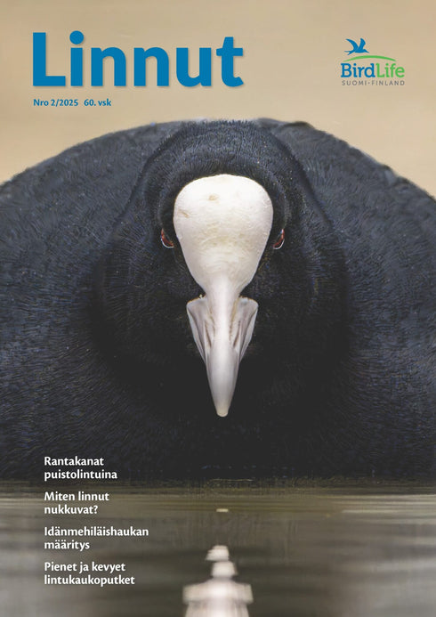 Linnut lehti - Birdlife nro: 2/2025
